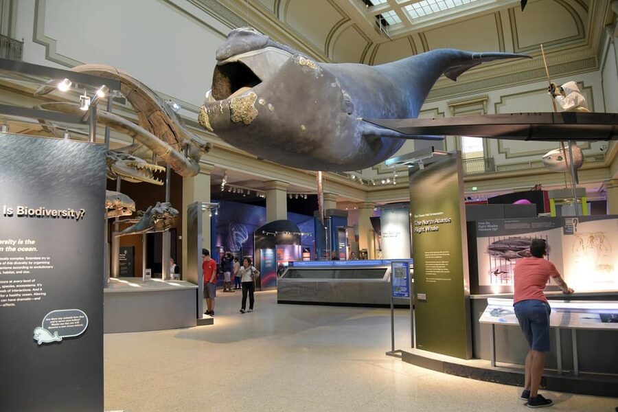 American History/Natural History Museum Combo Guided Tour - Natural History Museum in 90 minutes: dinosaurs, Hope Diamond, and Mars touch