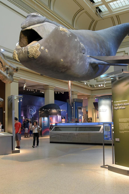 American History/Natural History Museum Combo Guided Tour - Who this tour fits best, and who should choose something longer