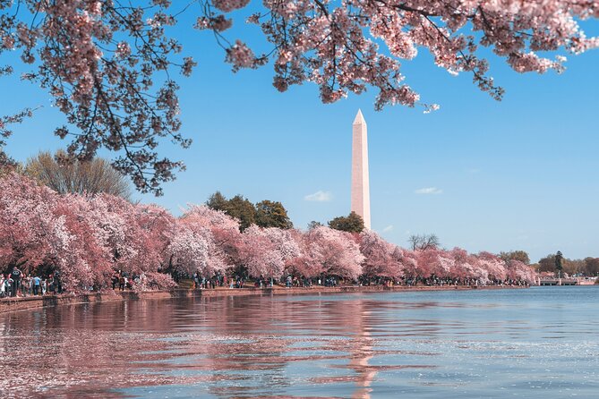 Cherry Blossom & Monuments Tour with Washington Monument, Museums - World War II Memorial closeout, plus how this tour ends
