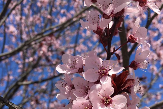 DC Kenwood Cherry Blossoms Half-Day Small Group Tour - Key highlights you will actually feel on the ground