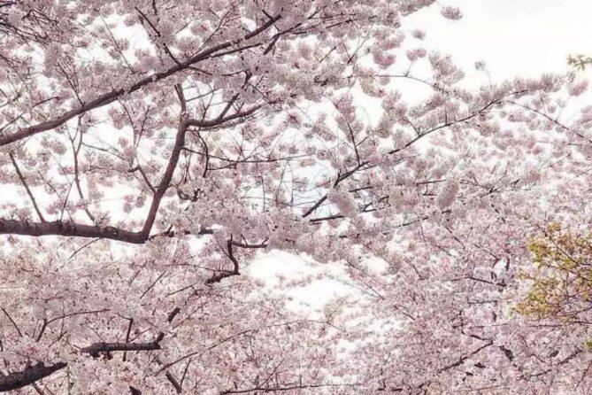 DC Kenwood Cherry Blossoms Half-Day Small Group Tour - Why Kenwood Cherry Blossoms Beat the Usual Monument Stops