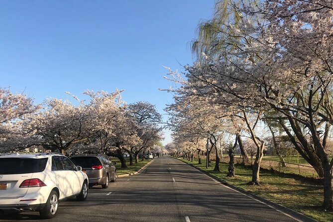 DC Kenwood Cherry Blossoms Half-Day Small Group Tour - Getting There Smoothly: Pickup, Mobile Ticket, and Drop-Off Reality
