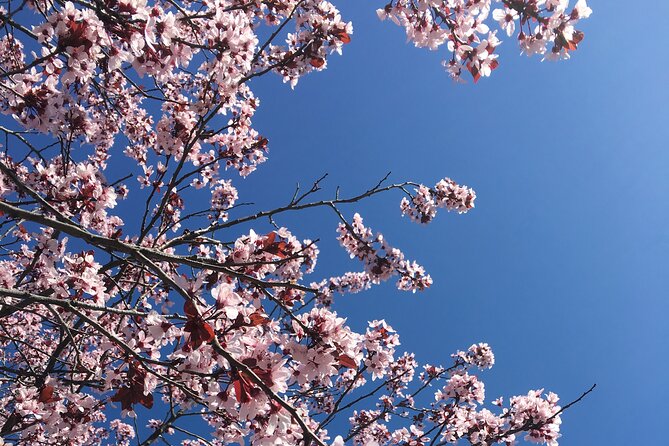 DC Kenwood Cherry Blossoms Half-Day Small Group Tour - The Kenwood Community Stop: Where the Pink Canopy Does the Work