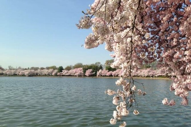 DC Kenwood Cherry Blossoms Half-Day Small Group Tour - Tour at a Glance, What $45 Buys for 2 Hours