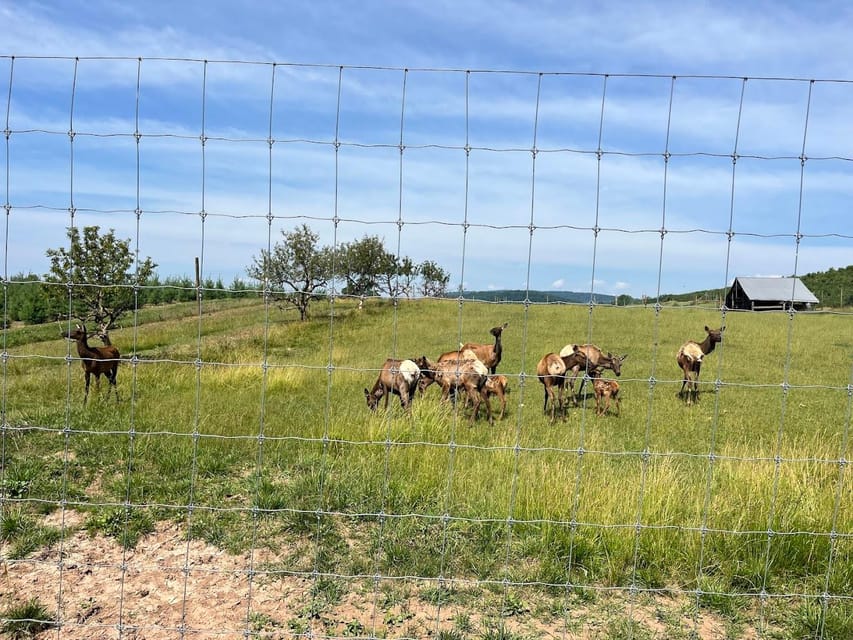 Gettysburg: Horse-Drawn Carriage Tour Countryside & Orchards - How the guides connect farm life to Gettysburg without turning it into a lecture