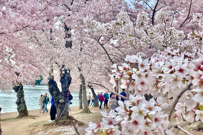 Grand Monuments & Memorials Tour - Jefferson Memorial and the Tidal Basin feel