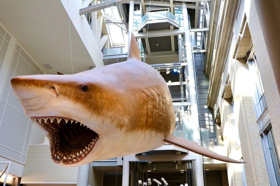 Guided Tour of The Natural History Museum - Ocean Life, Coral Reefs, and Mysterious Deep-Sea Creatures