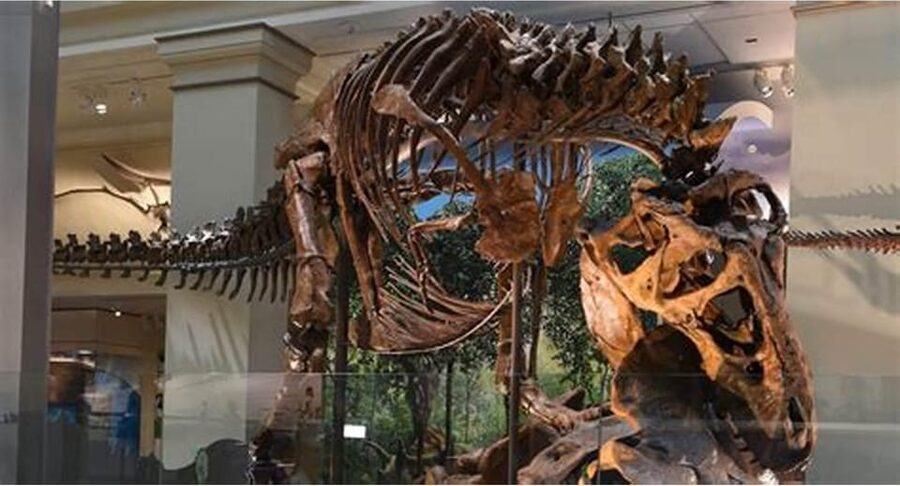 Guided Tour of The Natural History Museum - Elephants and Ecology Moments, How the Tour Builds Links