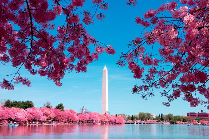 National Mall & Cherry Blossoms Tour with Optional Museum Tickets - Stop-by-stop: how the tour handles the big exteriors