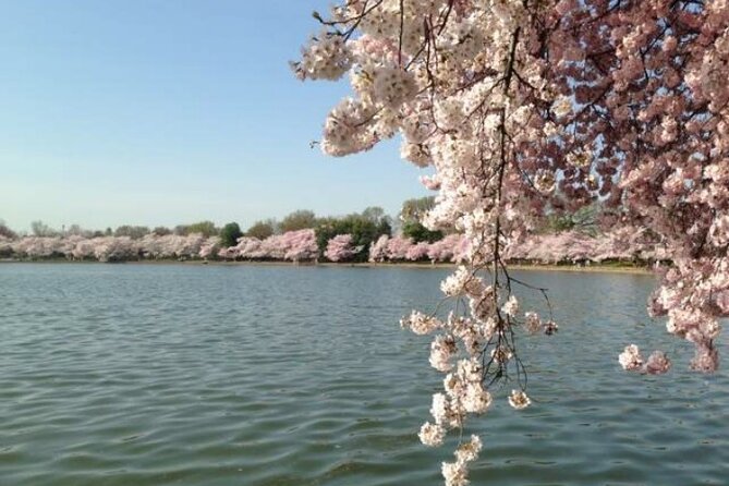 NYC to D.C Day Trip: Thomas Jefferson Memorial to Cherry Blossoms - Getting from New York to D.C without the hassle