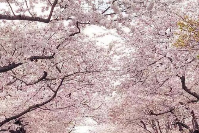 NYC to D.C Day Trip: Thomas Jefferson Memorial to Cherry Blossoms - The D.C segment: landmarks, photo stops, and MLK Memorial vibes