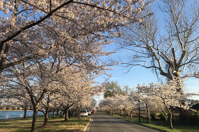 NYC to D.C Day Trip: Thomas Jefferson Memorial to Cherry Blossoms - Optional upgrade: the D.C Cherry Blossom in-depth tour