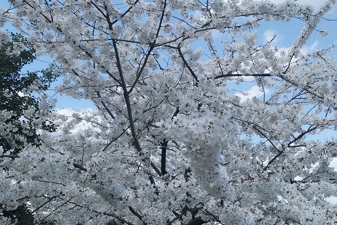 NYC to D.C Day Trip: Thomas Jefferson Memorial to Cherry Blossoms - The return ride: wind down, then review your photos