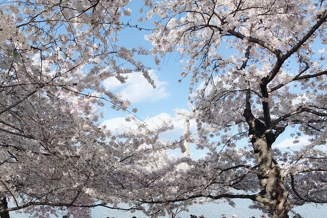 NYC to D.C Day Trip: Thomas Jefferson Memorial to Cherry Blossoms - Price and value: is $143 a good deal?