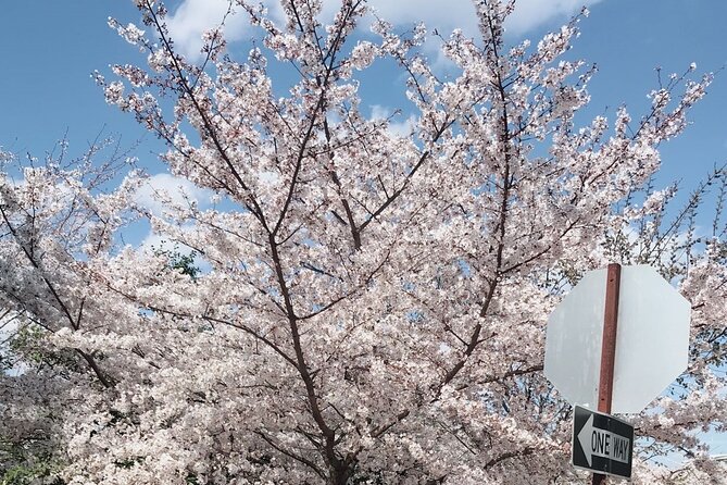 NYC to D.C Day Trip: Thomas Jefferson Memorial to Cherry Blossoms - What to pack and what can trip you up