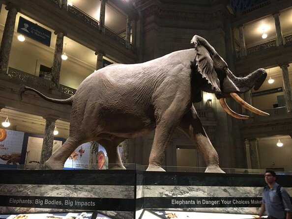 Smithsonian Museum of Natural History - Exclusive Guided Tour - Key Highlights You Should Know Before Booking