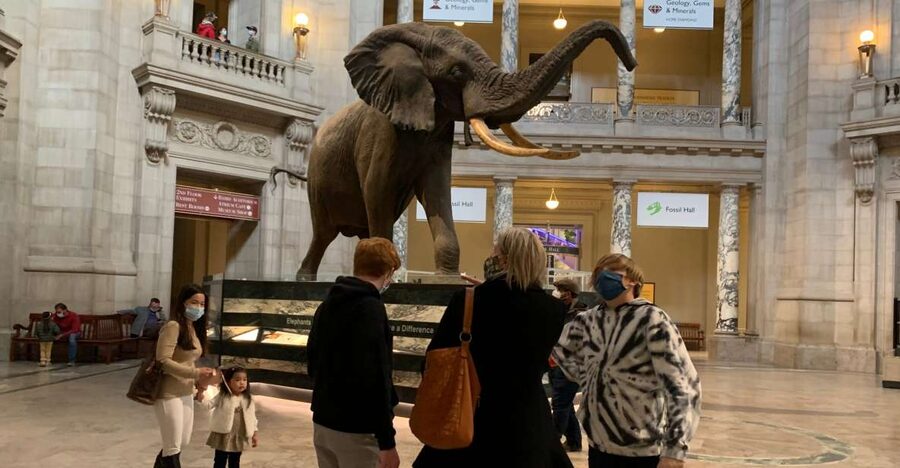 Smithsonian National Museum of Natural History Guided Tour - Key Points I’d Put on Your Checklist