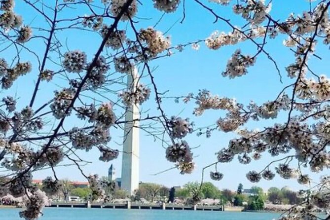 The DC Cherry Blossom Bus Tour with Tidal Basin Guided Walk - How guide quality shapes the whole day