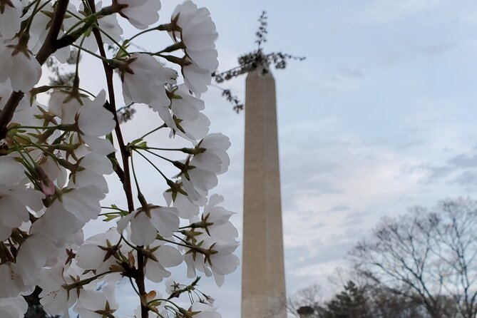The DC Cherry Blossom Bus Tour with Tidal Basin Guided Walk - Comfort on the bus, plus what’s not included