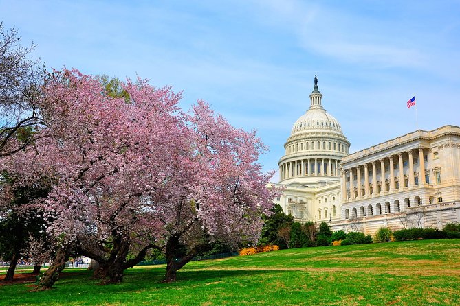 The DC Cherry Blossom Bus Tour with Tidal Basin Guided Walk - Price and value: is $59 worth it?