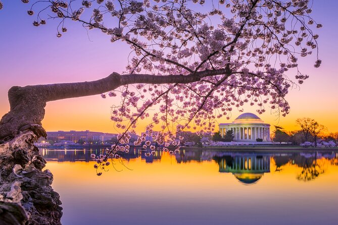 The DC Cherry Blossom Bus Tour with Tidal Basin Guided Walk - Meeting point, timing, and what 4 hours really looks like