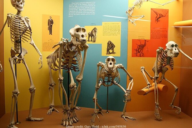 Two Smithsonian Museums Private Tour: American & Natural History - Natural History Museum stop, big objects and big time