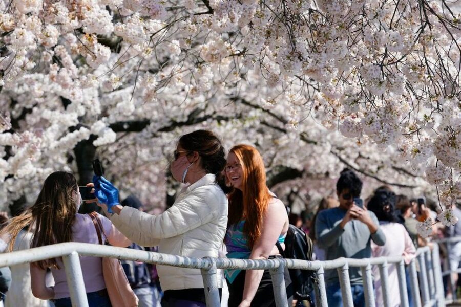 Washington DC: Cherry Blossom Walking Tour - Key things I think you’ll love