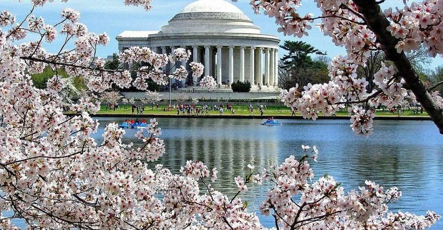 Washington DC: Cherry Blossom Walking Tour - Cherry blossoms, memorials, and a simple plan that works
