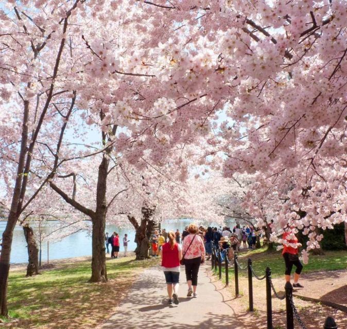 Washington DC: Cherry Blossom Walking Tour - Timing, weather, and how hard the walk feels