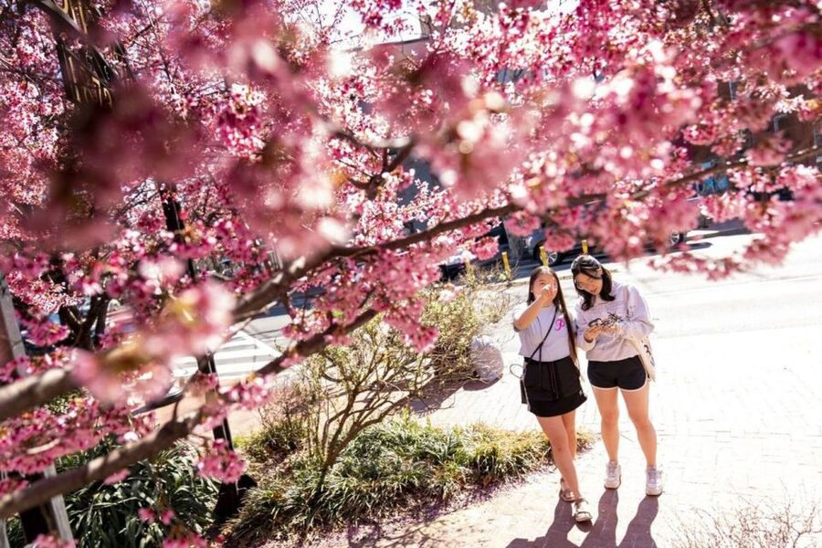 Washington DC: Cherry Blossom Walking Tour - What’s included for $45, and why it can be worth it