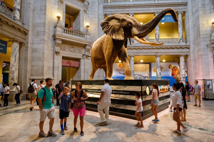 Washington DC: Museum of Natural History Private Guided Tour - Private Tour Basics: What You’re Really Paying For