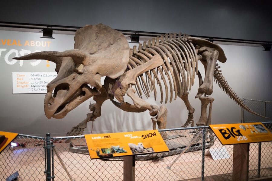 Washington DC: Museum of Natural History Private Guided Tour - Key Highlights You Should Care About