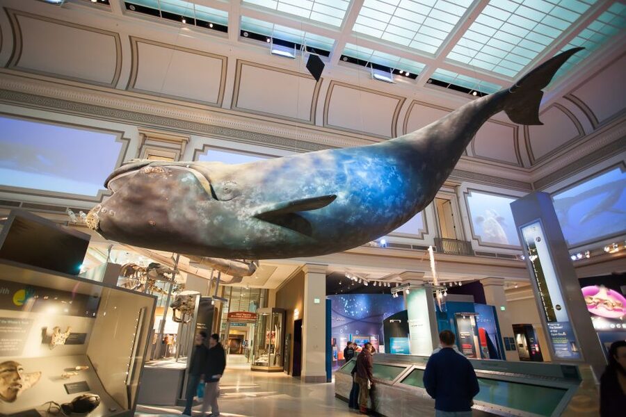 Washington DC: Museum of Natural History Private Guided Tour - Live Coral Reef: Ocean Life With Real Context