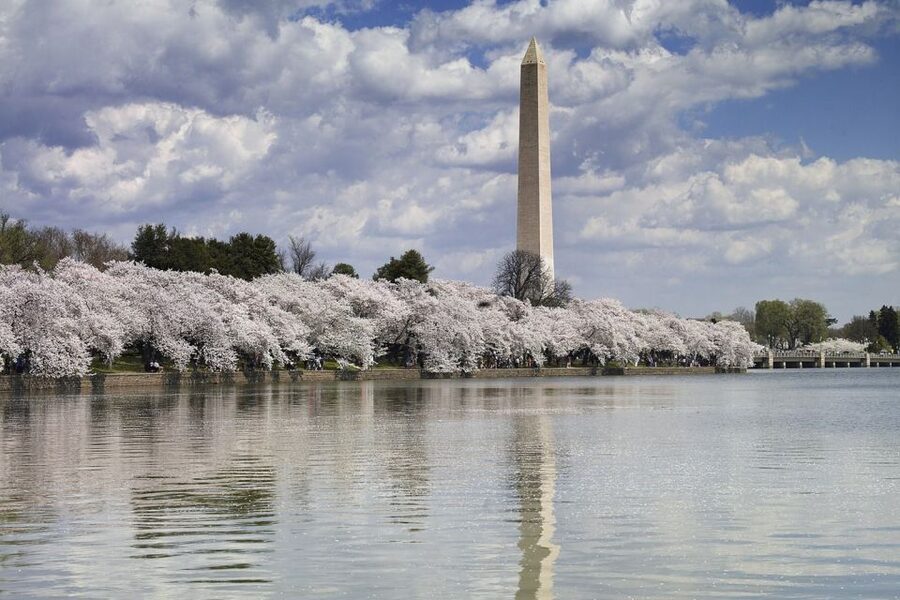 Washington DC: Must See Sights Half-Day Tour - Capitol and White House Photo Stops: Quick Views That Set the Tone