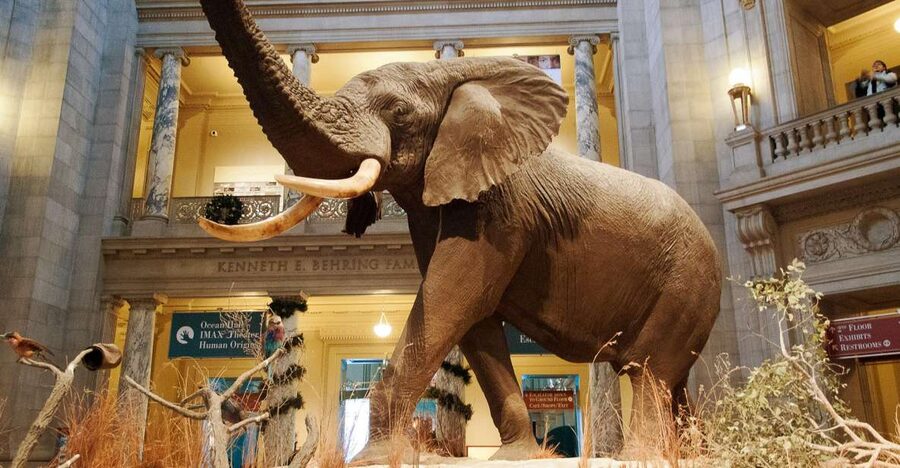Washington DC: National Museum of Natural History Tour - Price and value: is $86 for Natural History actually fair?