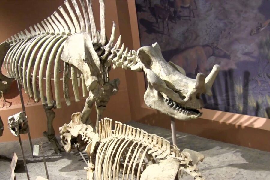 Washington DC: National Museum of Natural History Tour - Ocean Hall coral reef and Phoenix, the 45-ton whale replica