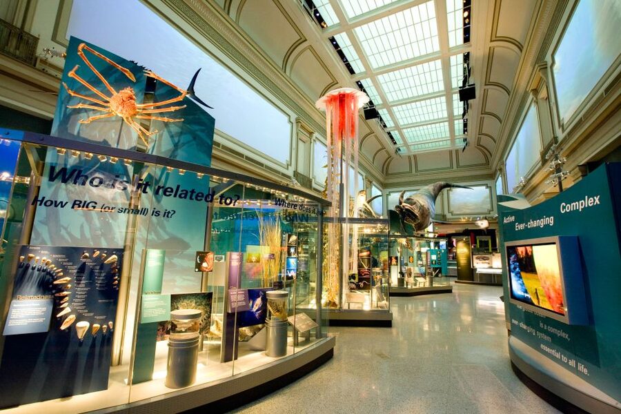 Washington DC: National Museum of Natural History Tour - Fossil Lab, Arctic Narwhal, and the big land animals