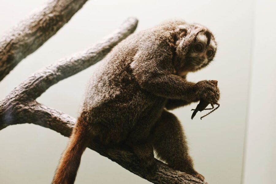 Washington, DC: Natural History & Air and Space Museum Tour - Small group size: why it feels less stressful than DIY