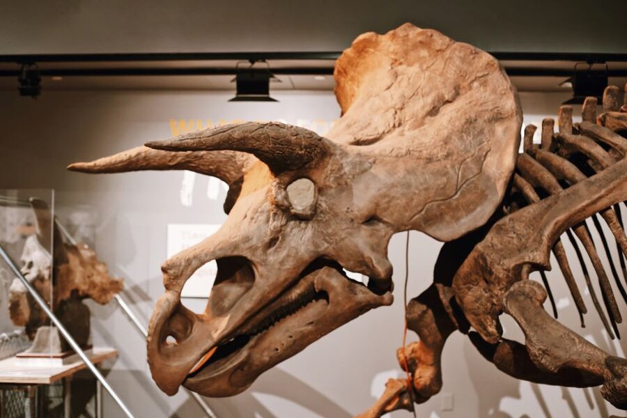 Washington, DC: Natural History & Air and Space Museum Tour - Timing, pacing, and the reality of museum walking